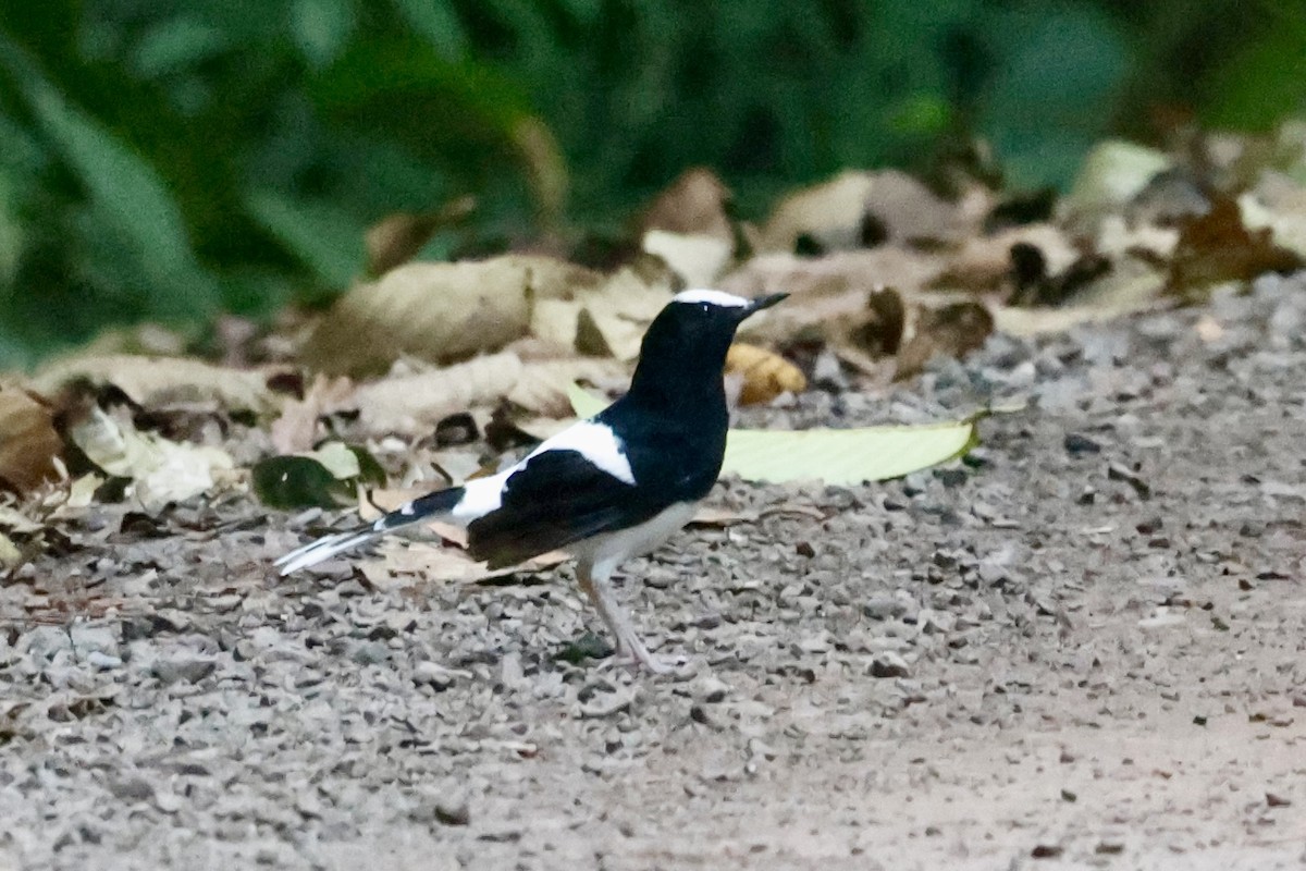 White-crowned Forktail - ML639850275
