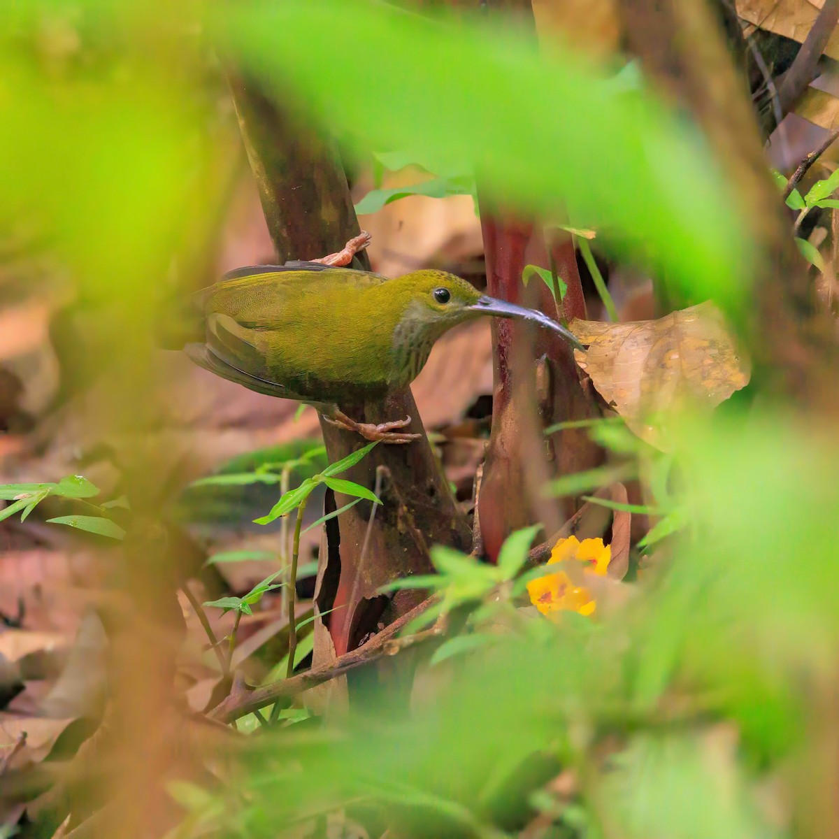 Bornean Spiderhunter - ML639850282