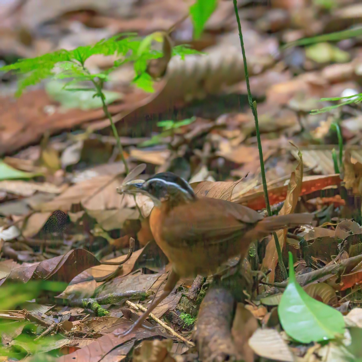 Bornean Black-capped Babbler - ML639850292