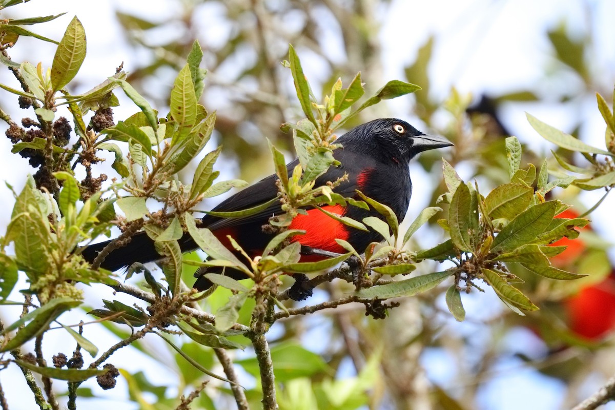 Red-bellied Grackle - ML639850312