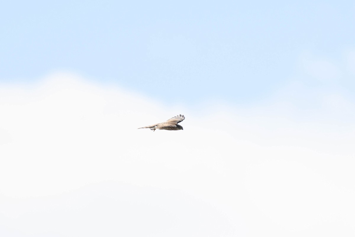 Eurasian Sparrowhawk - ML639850332