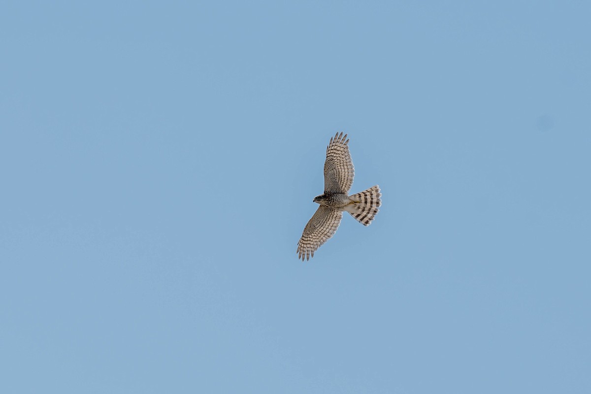 Eurasian Sparrowhawk - ML639850333
