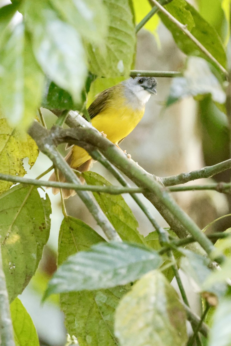 Yellow-bellied Bulbul - ML639850391