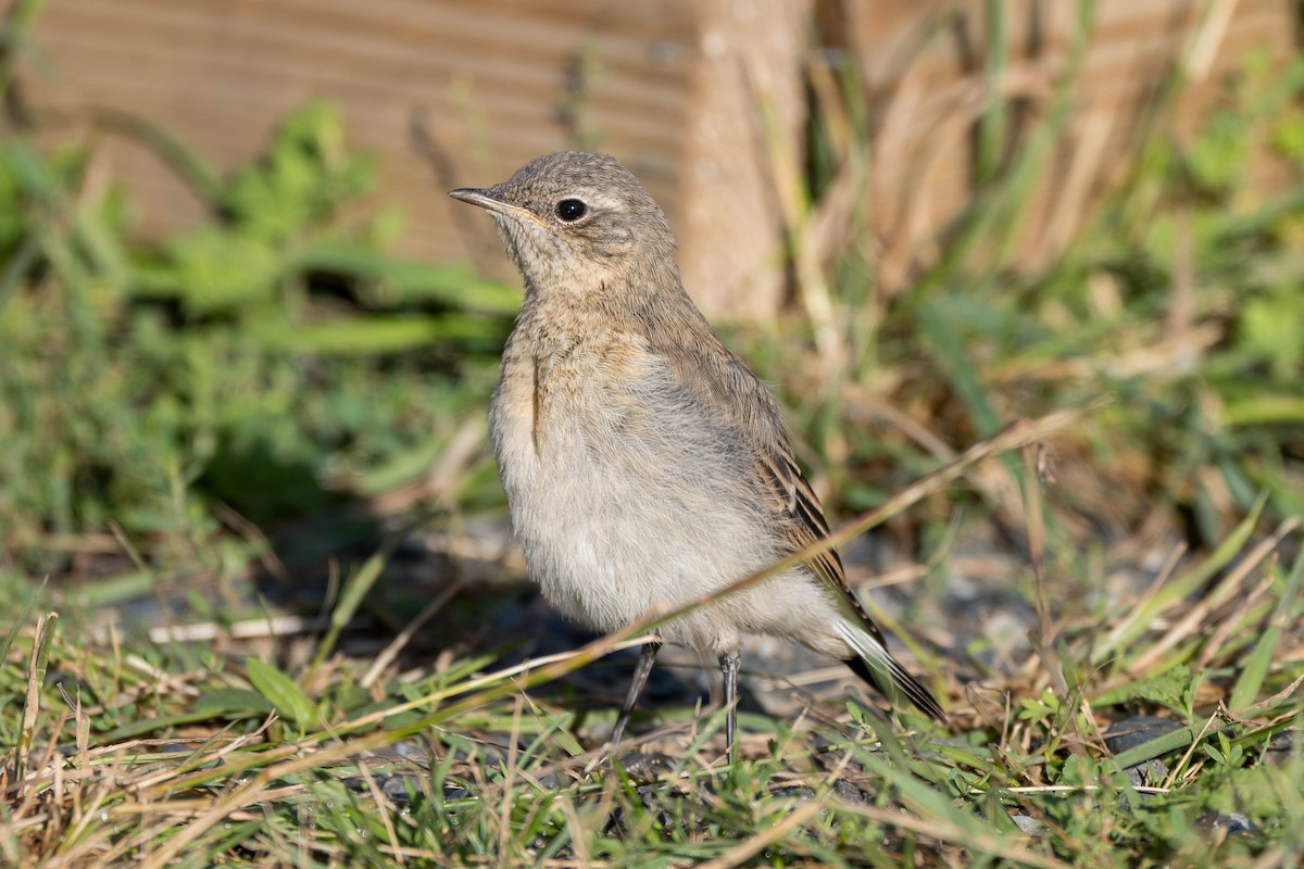 ハシグロヒタキ（oenanthe／libanotica） - ML639850392
