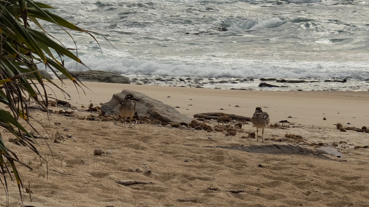 dytík velkozobý - ML639850397