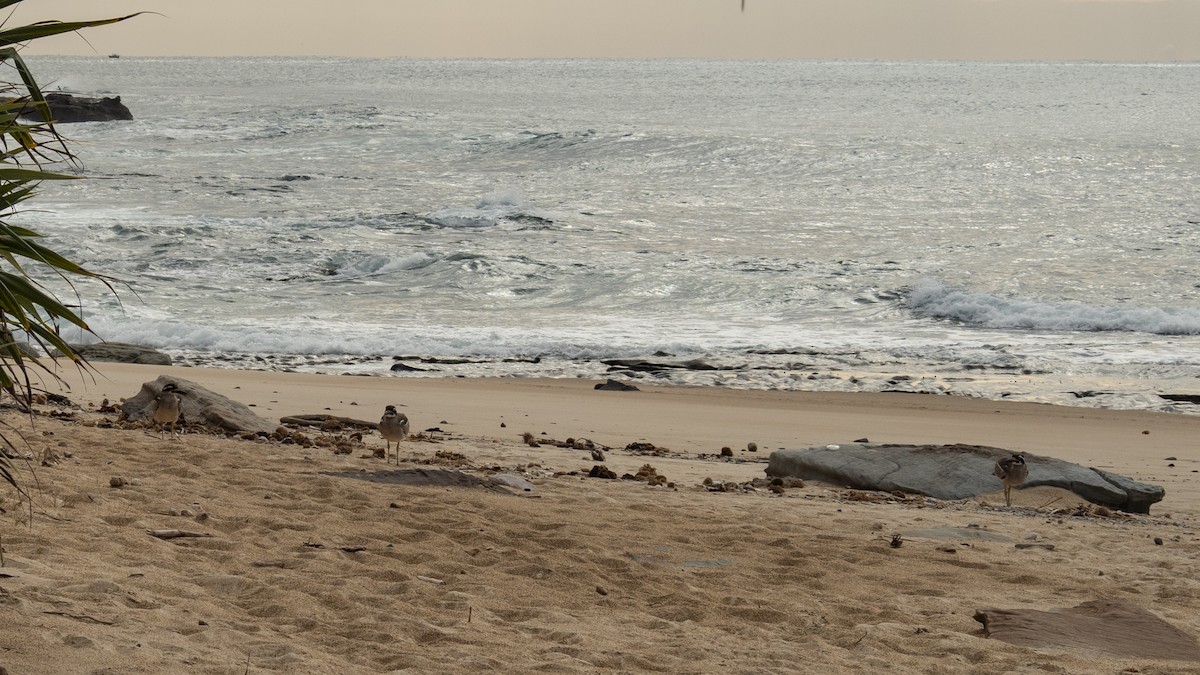 dytík velkozobý - ML639850398