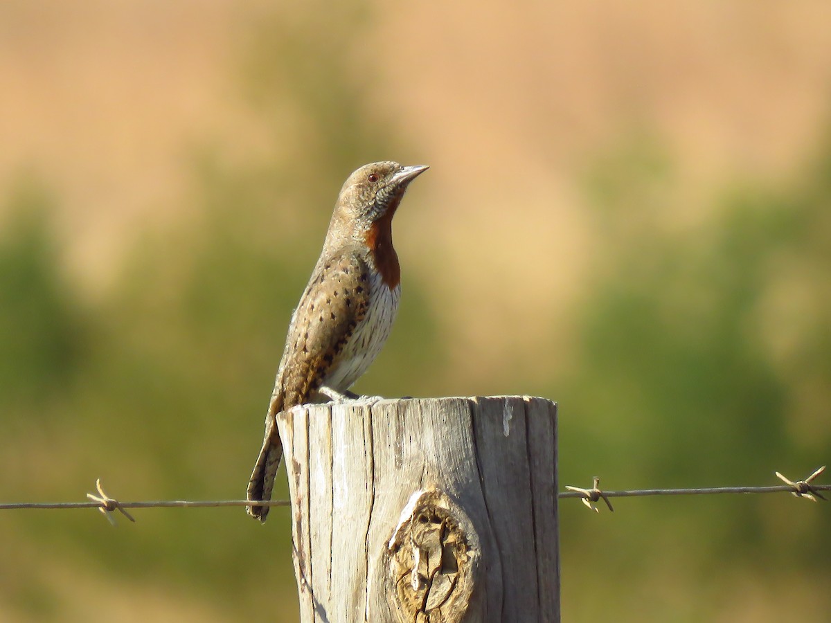 Red-throated Wryneck - ML639850421