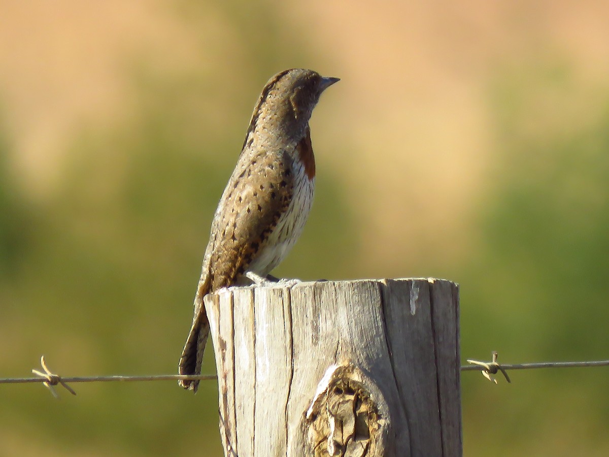Red-throated Wryneck - ML639850422