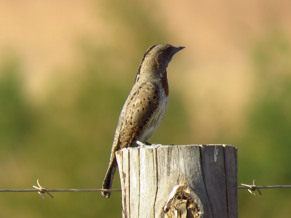 Red-throated Wryneck - ML639850423