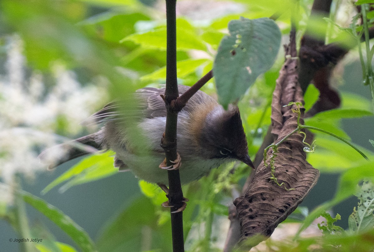 Yuhina Bigotuda - ML639850446