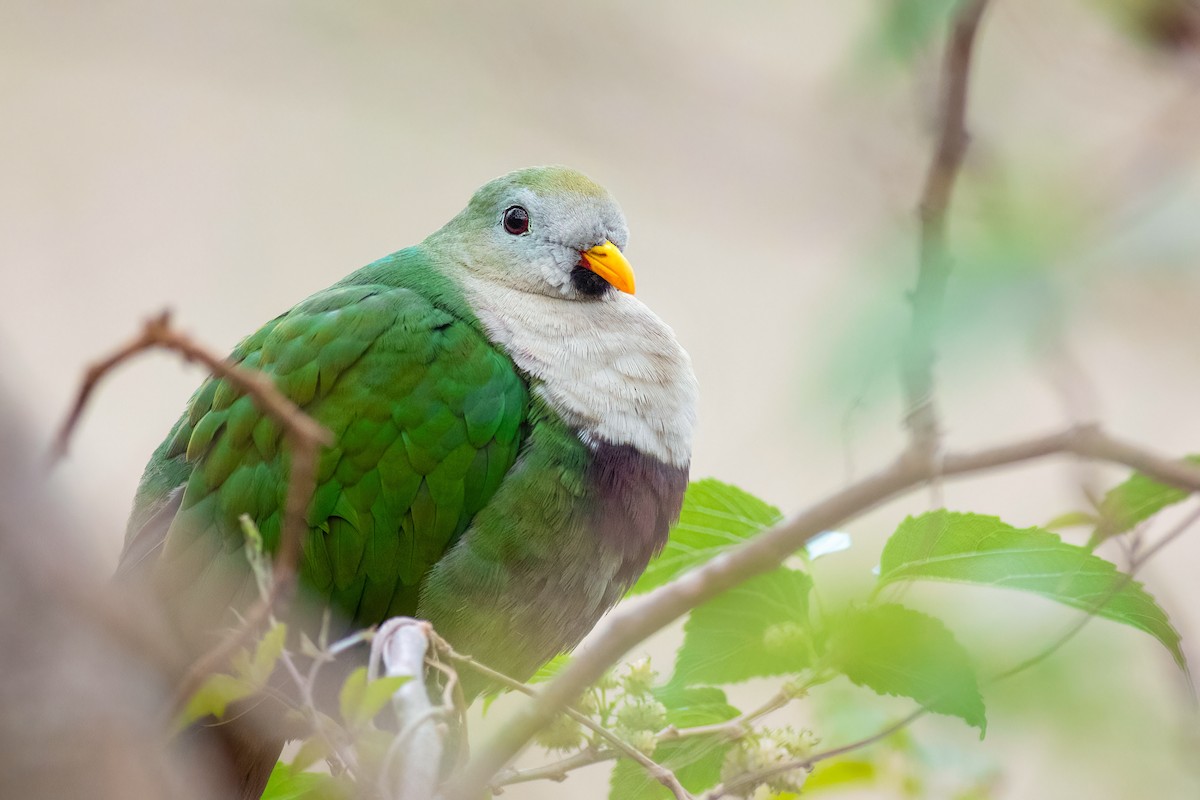 Black-chinned Fruit-Dove - ML639850489