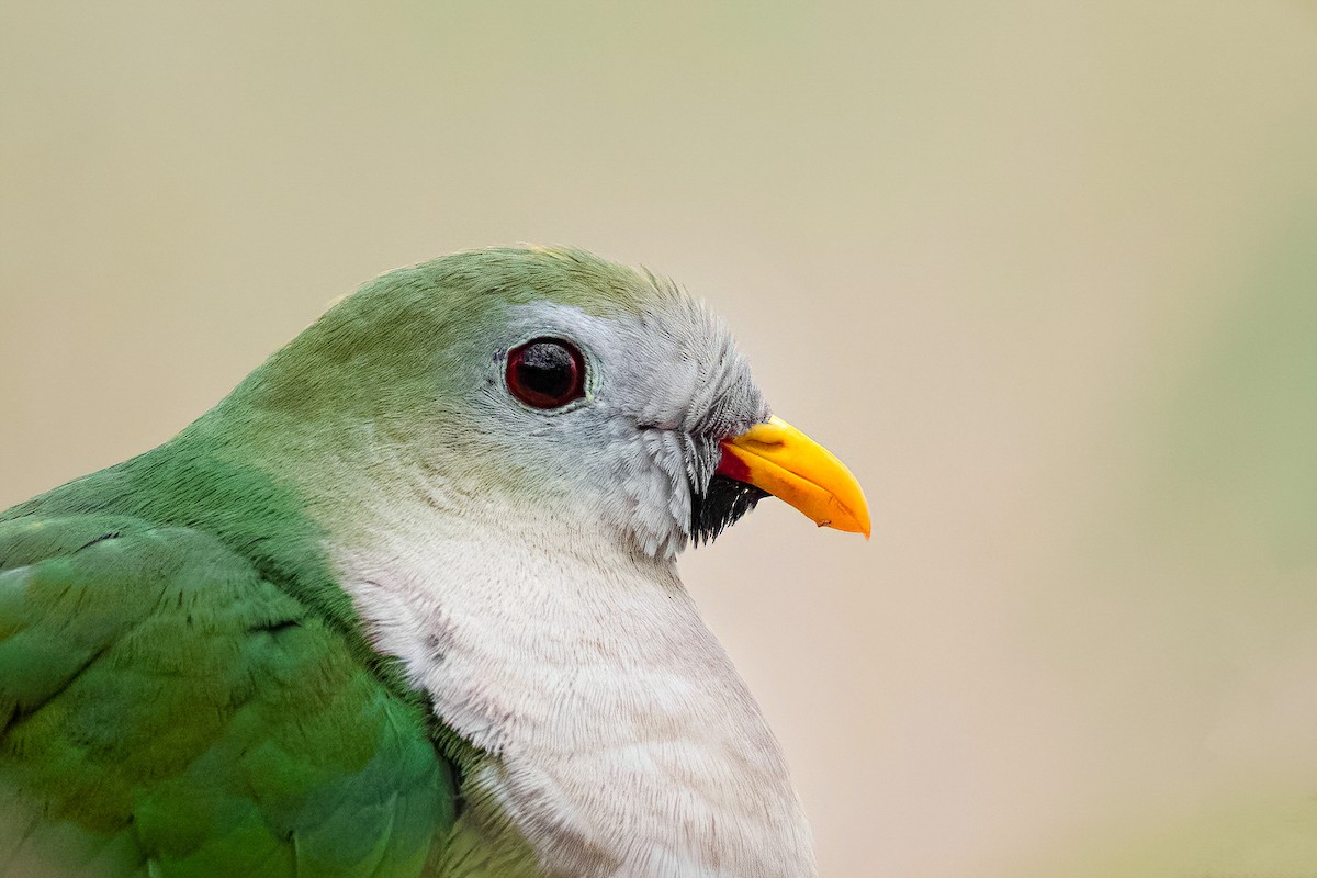 Black-chinned Fruit-Dove - ML639850492