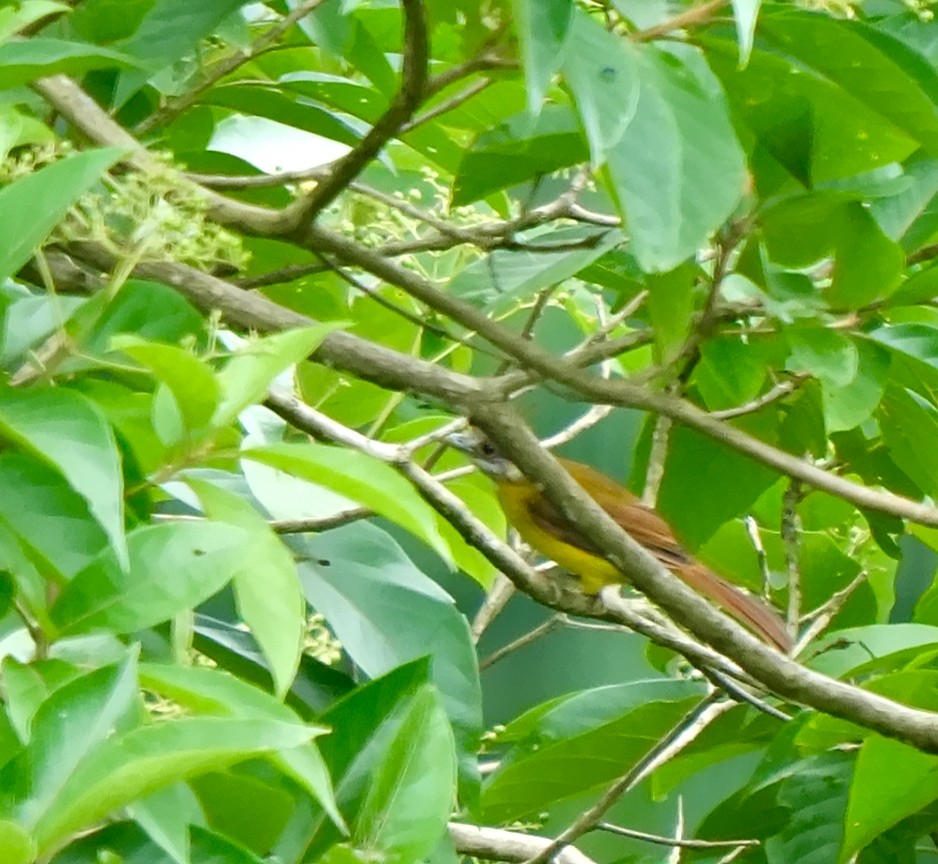 White-throated Bulbul - ML639850523