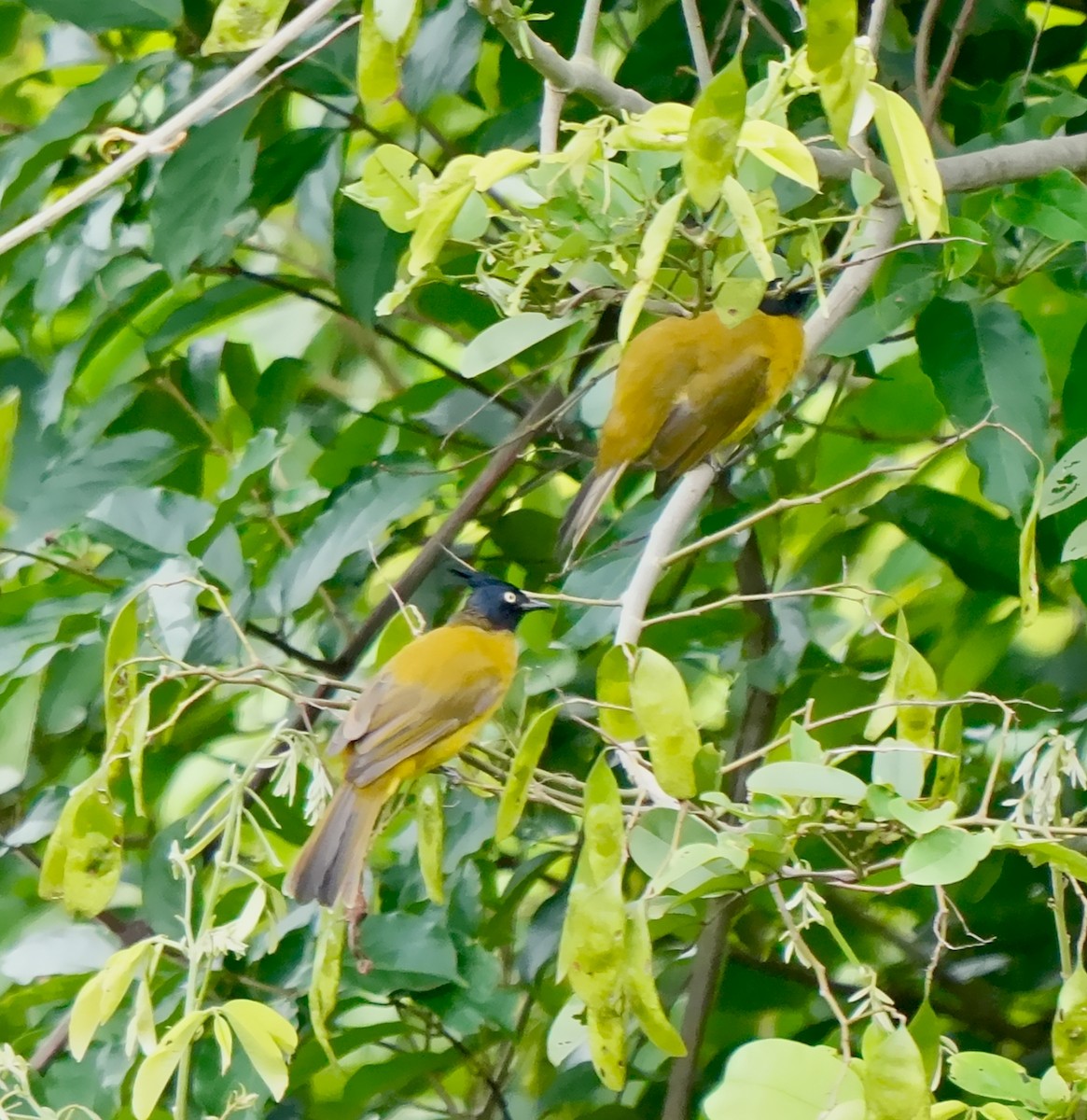 Black-crested Bulbul - ML639850529