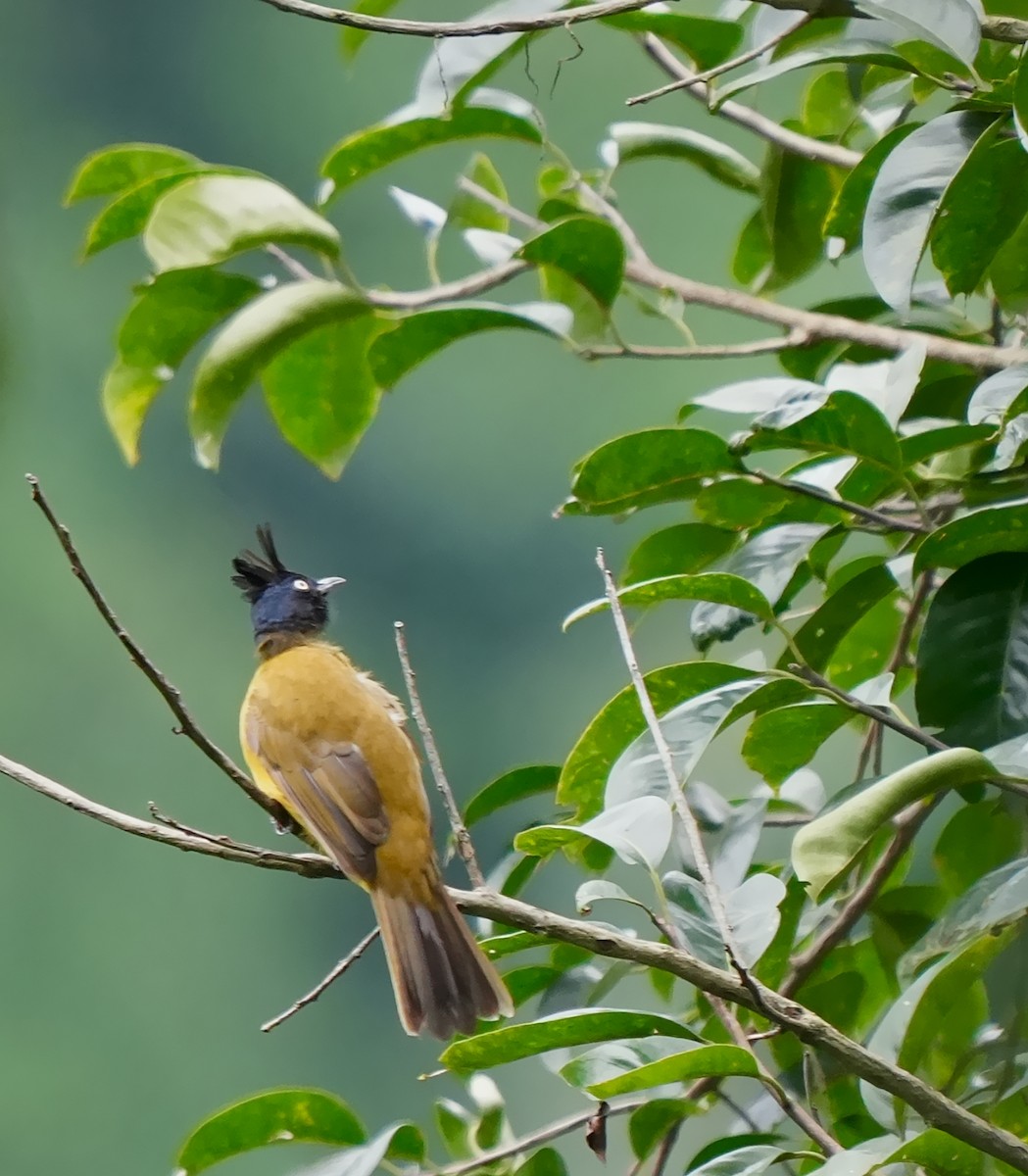 Black-crested Bulbul - ML639850530