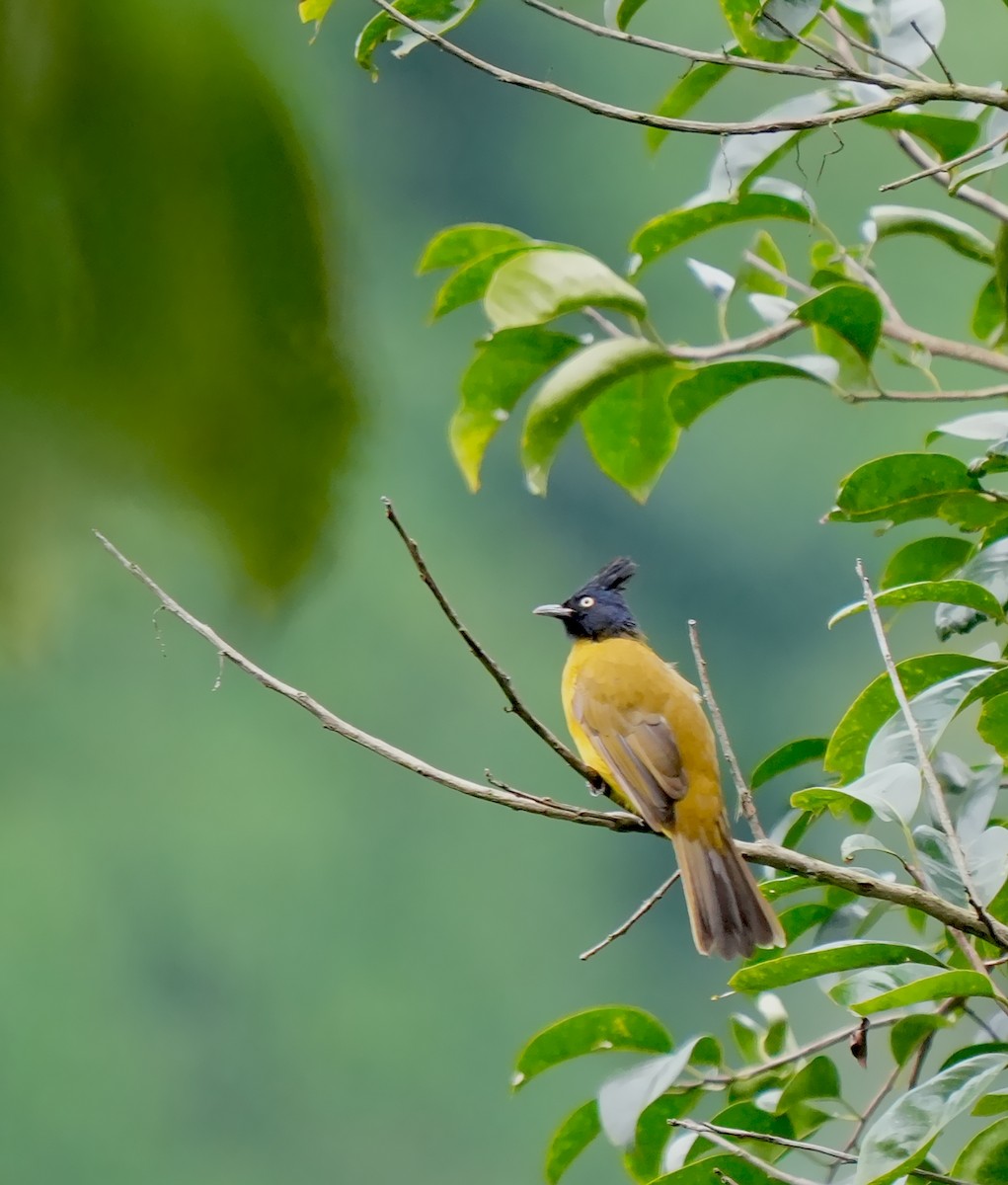 Black-crested Bulbul - ML639850531