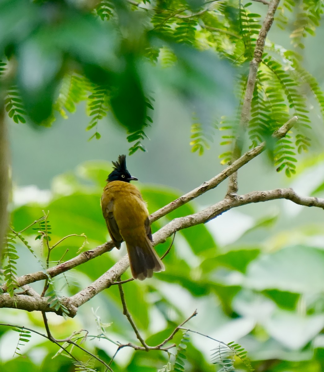 Black-crested Bulbul - ML639850532