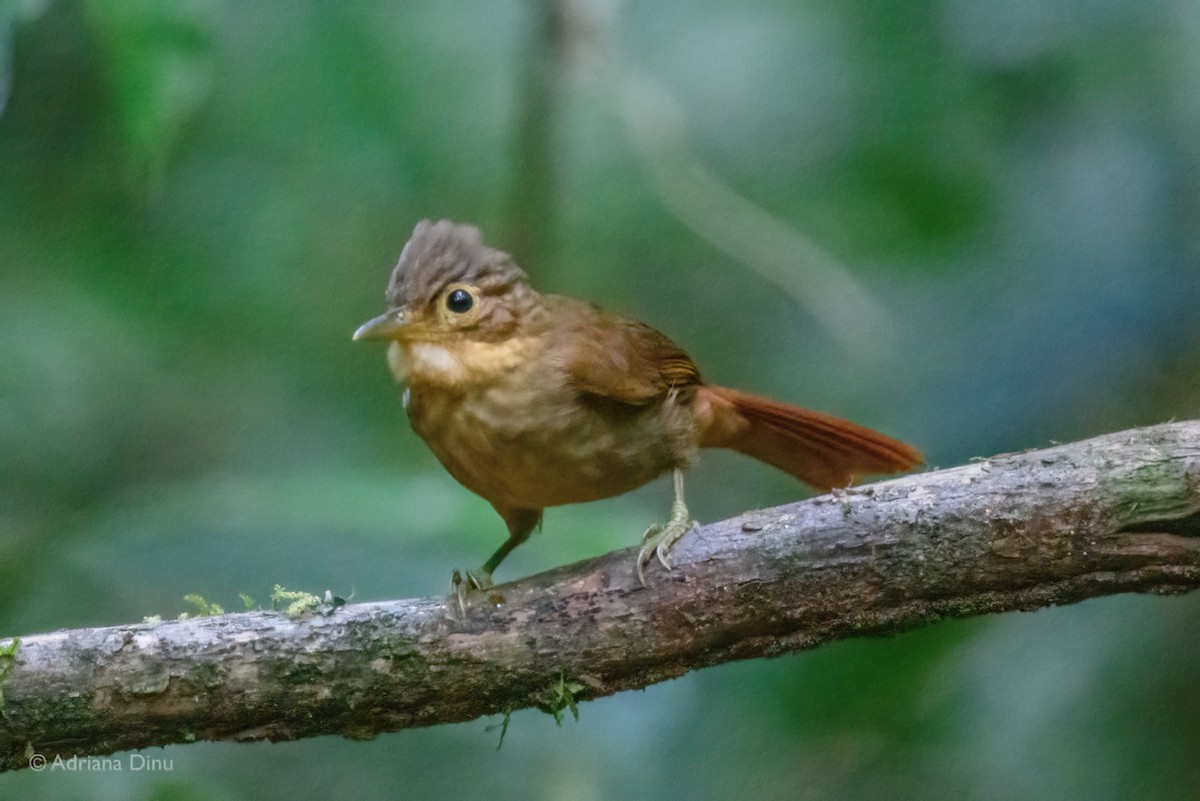 Ochre-throated Foliage-gleaner - ML639850598