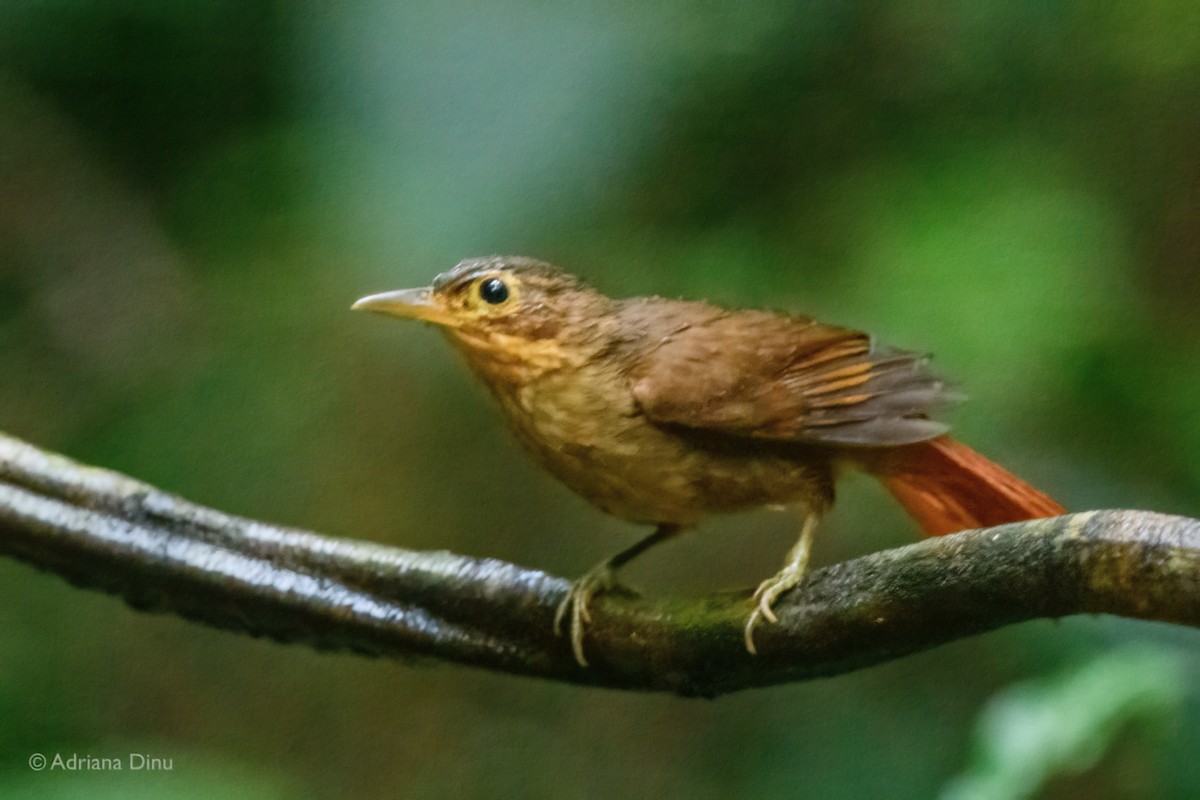 Ochre-throated Foliage-gleaner - ML639850599
