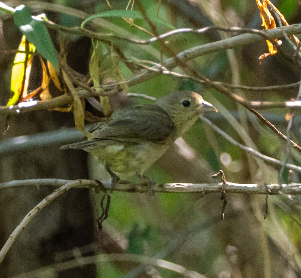 tanager sp. (Piranga sp.) - ML639850624
