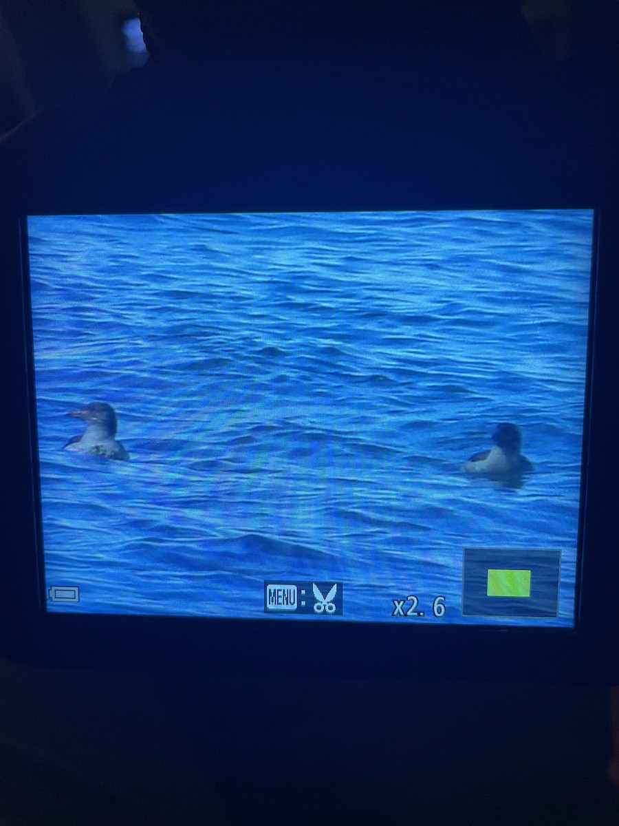 Rhinoceros Auklet - ML639850712