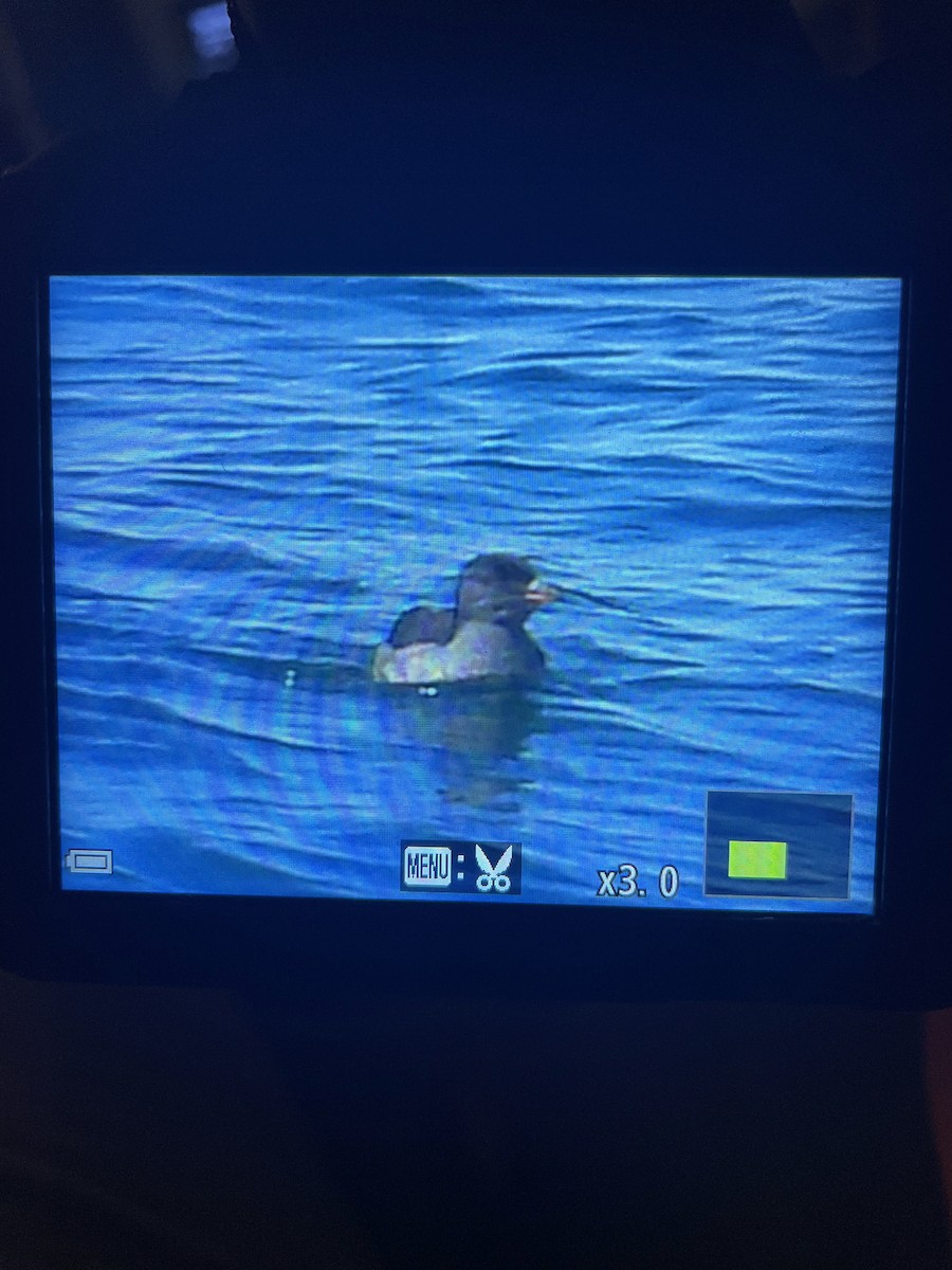 Rhinoceros Auklet - ML639850713