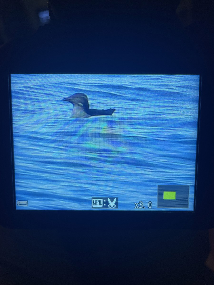 Rhinoceros Auklet - ML639850715