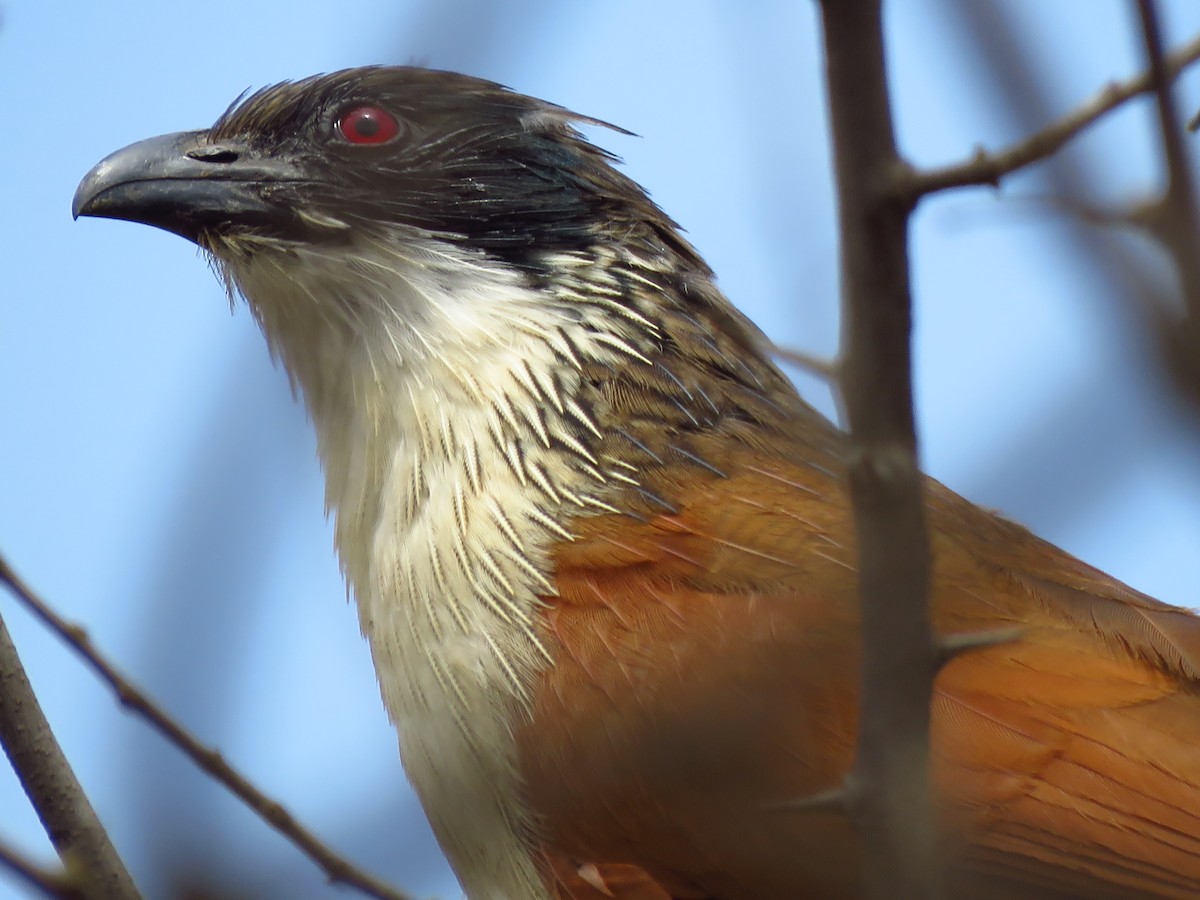 Burchell's Coucal - ML639850755