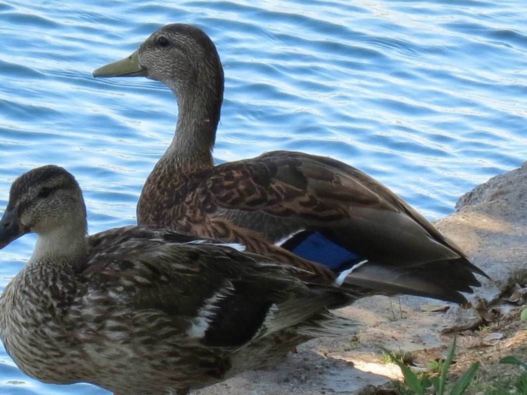 Mallard x Mexican Duck (hybrid) - ML639850780