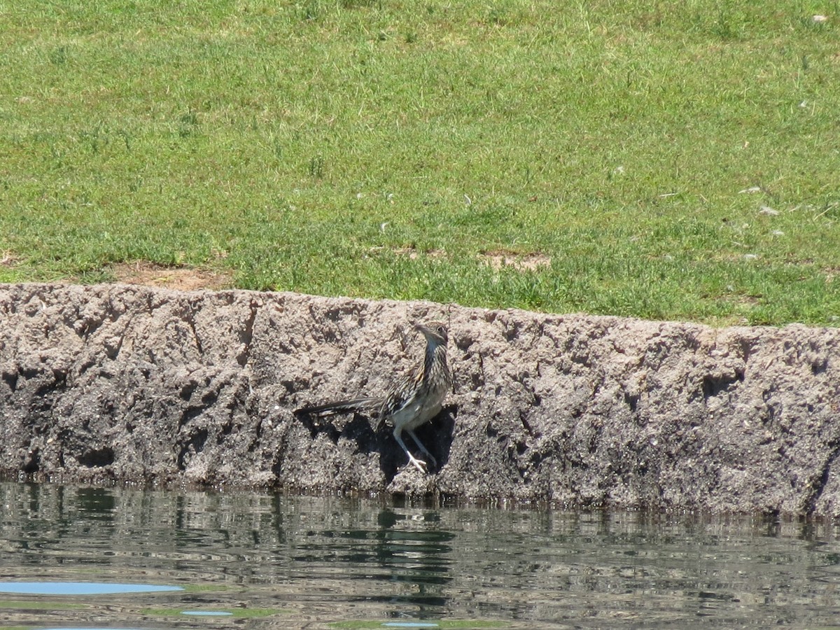 Greater Roadrunner - ML639850785