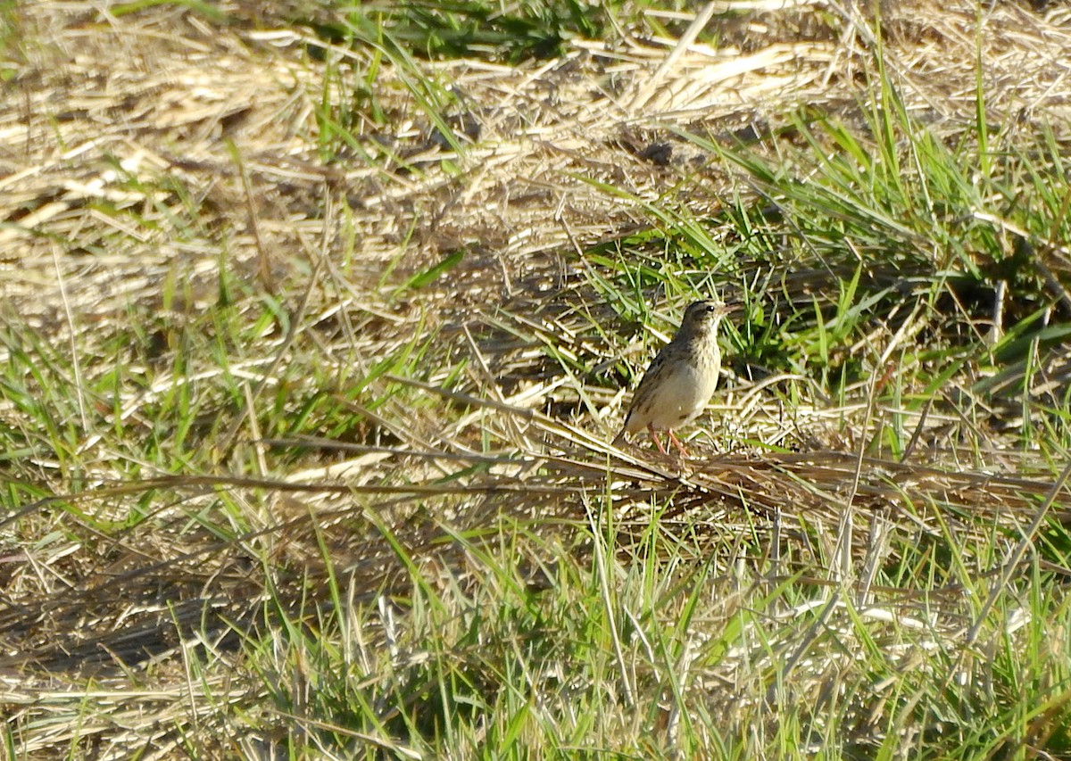 Australian Pipit - ML639850787