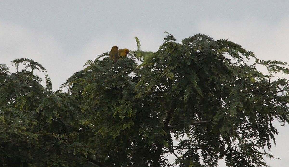 Spectacled Weaver - ML63985081