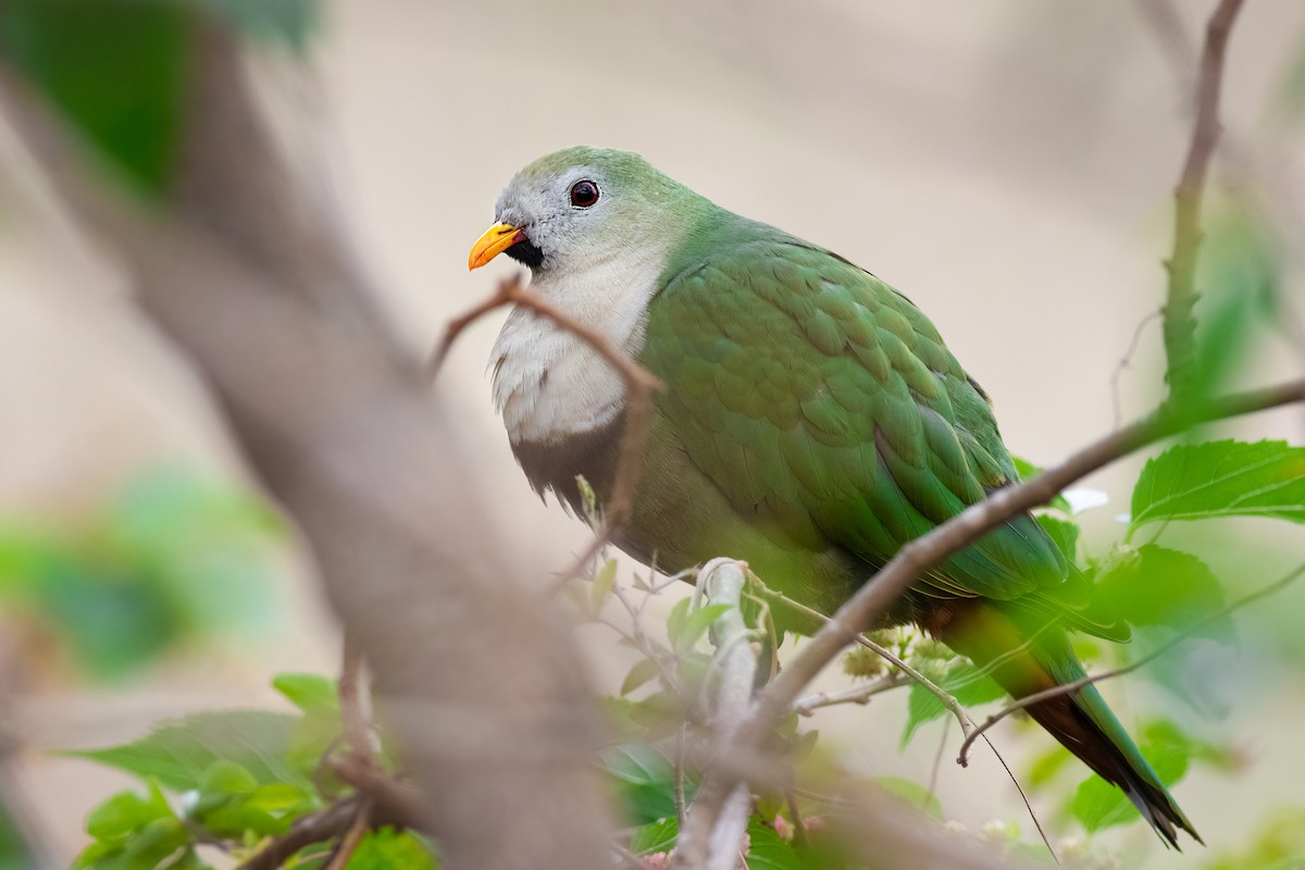 Black-chinned Fruit-Dove - ML639850882