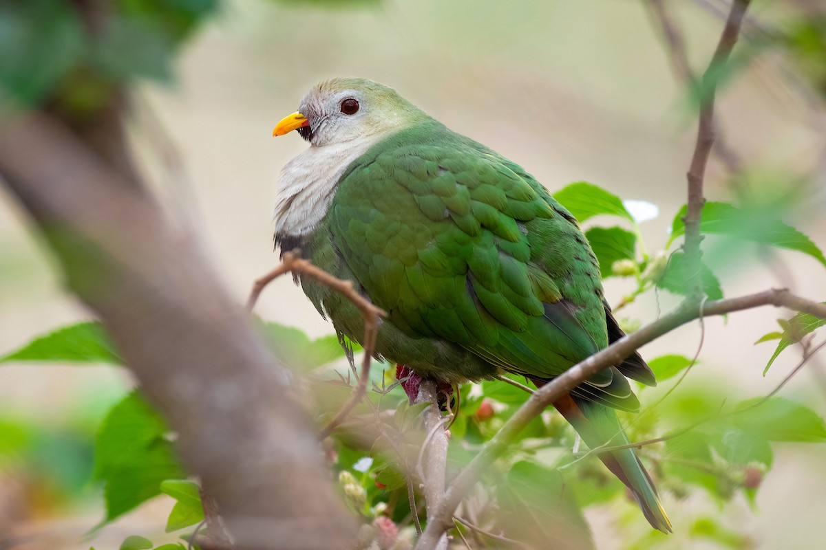 Black-chinned Fruit-Dove - ML639850887