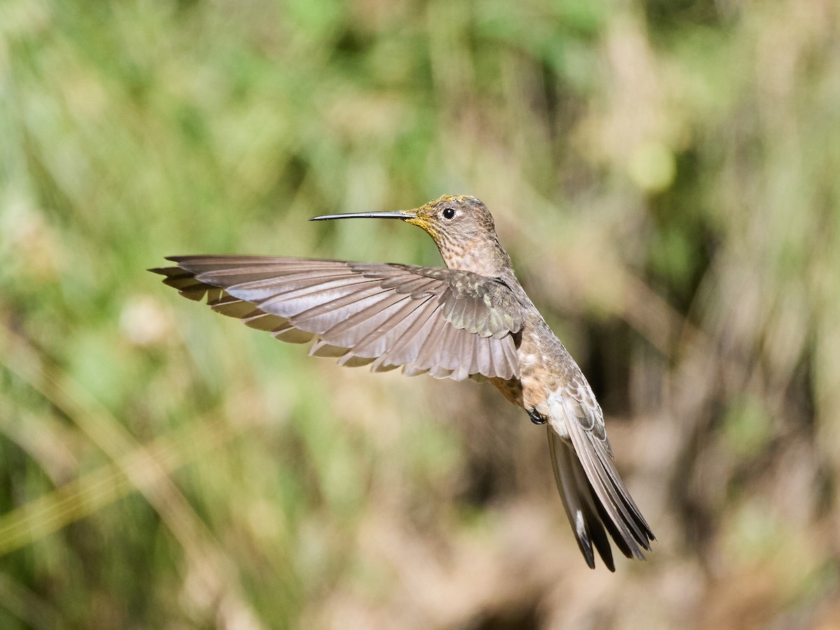 Giant Hummingbird - ML639850918