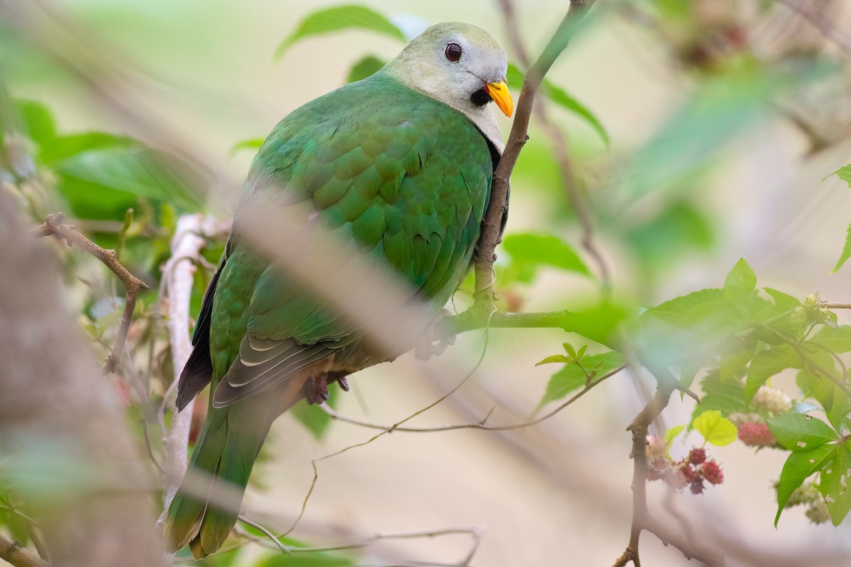 Black-chinned Fruit-Dove - ML639850948