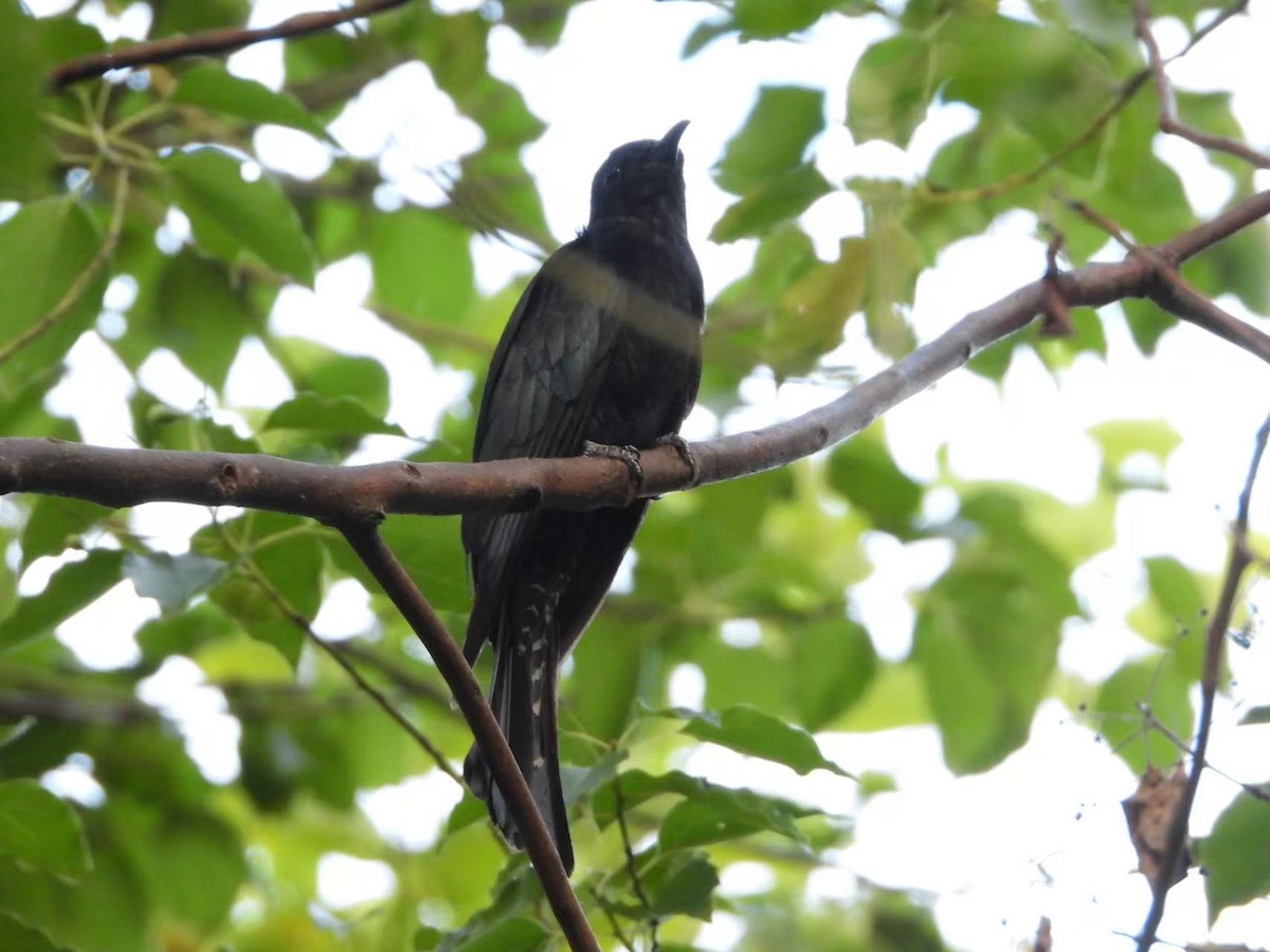 Square-tailed Drongo-Cuckoo - ML639850979