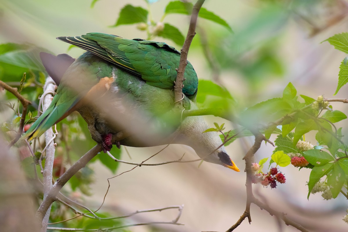 Black-chinned Fruit-Dove - ML639850986