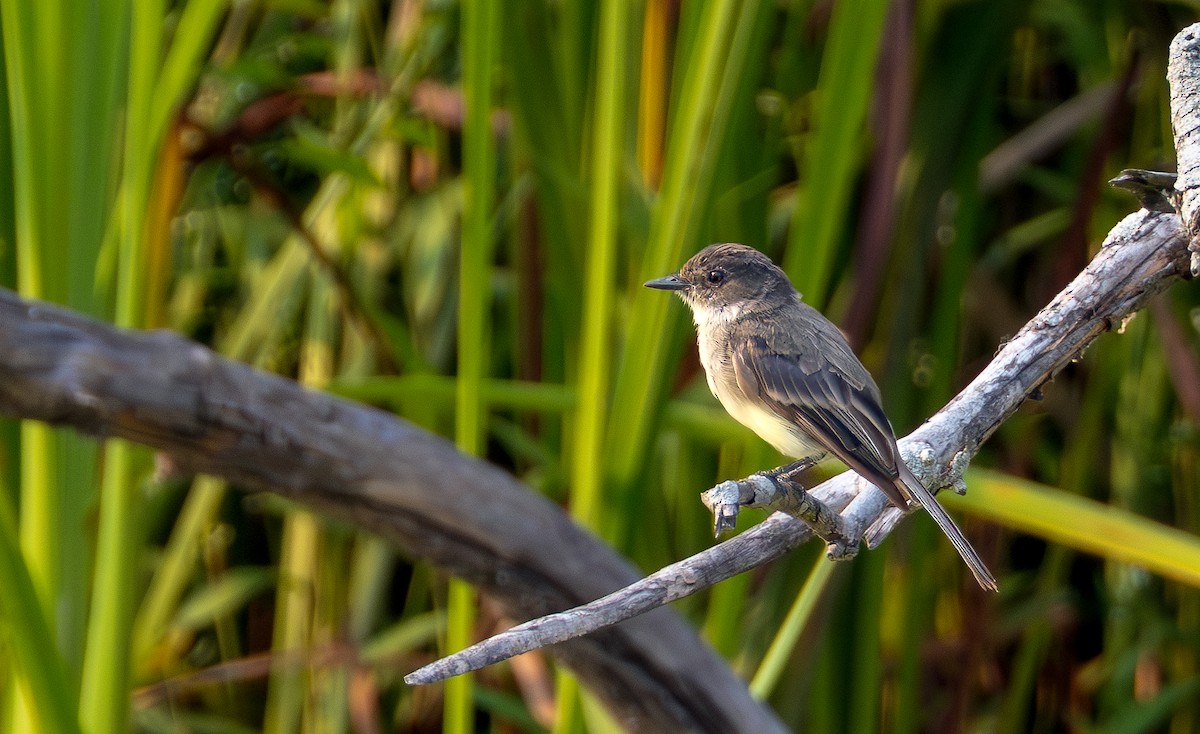 Eastern Phoebe - ML639851050