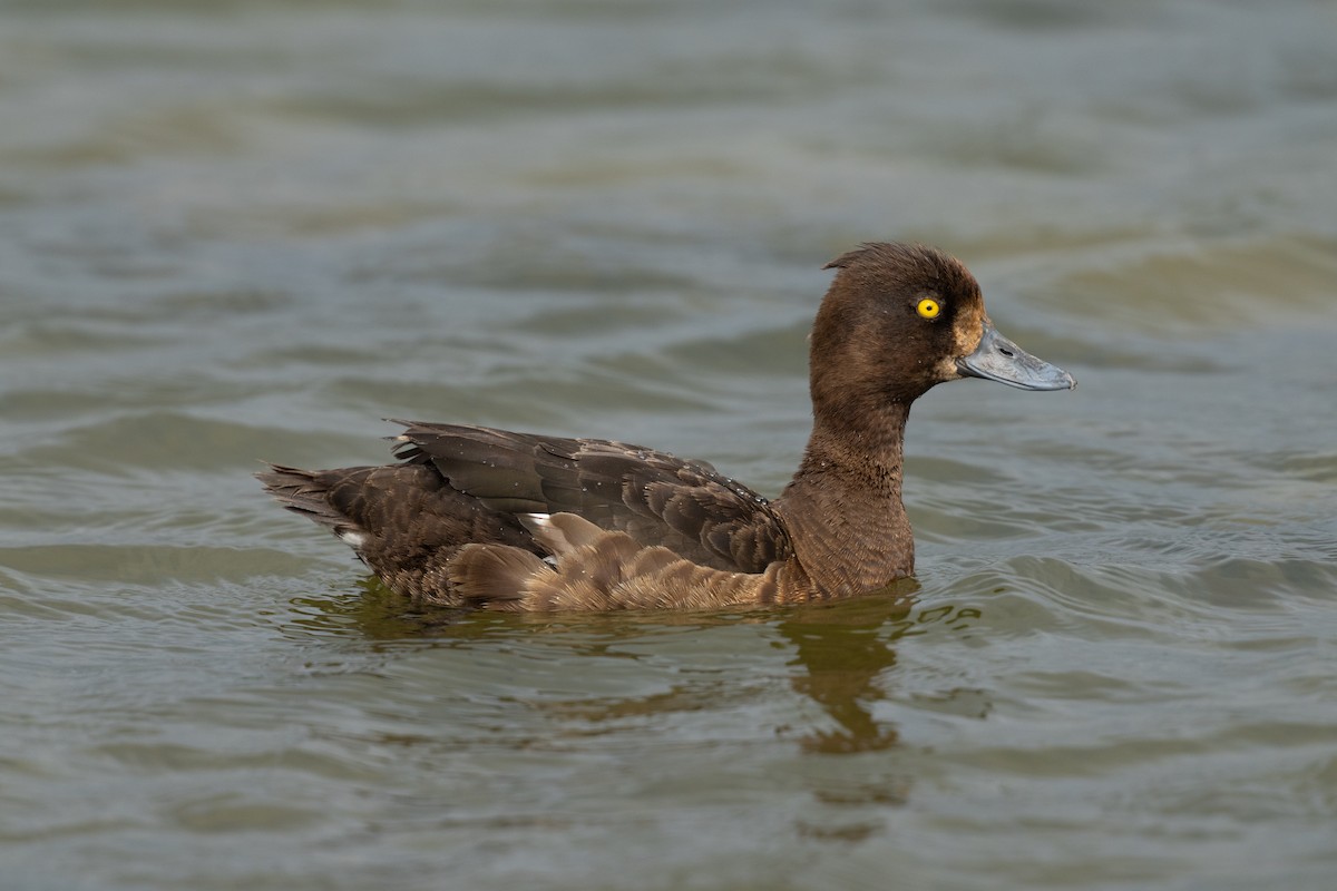 Tufted Duck - ML639851232