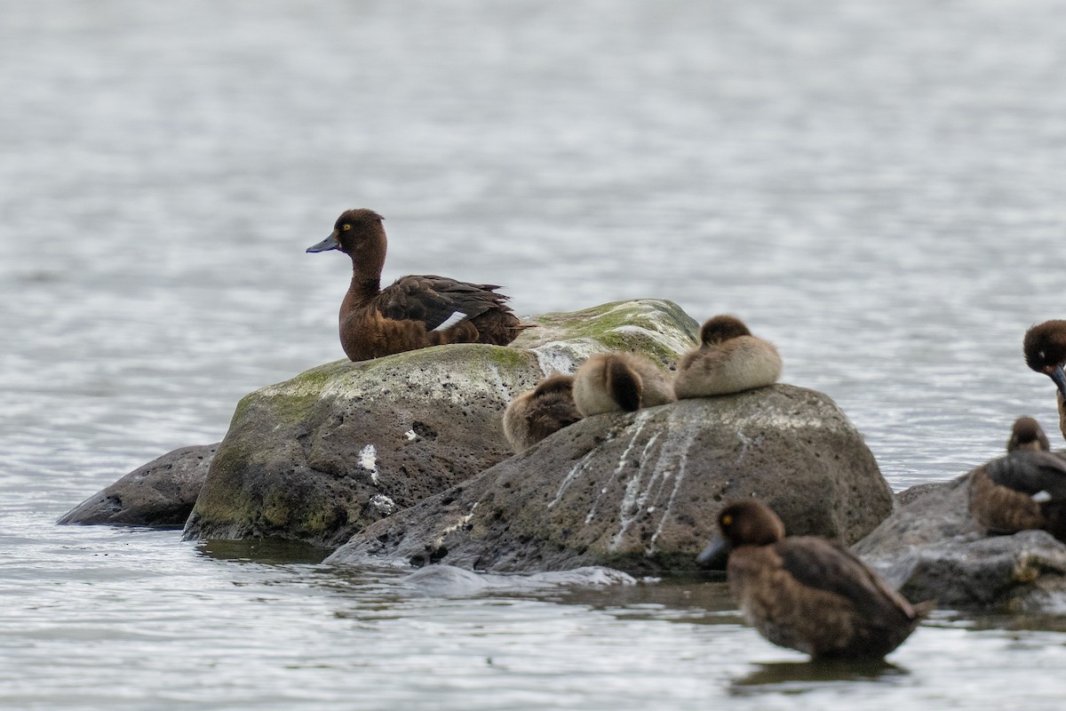 Tufted Duck - ML639851233