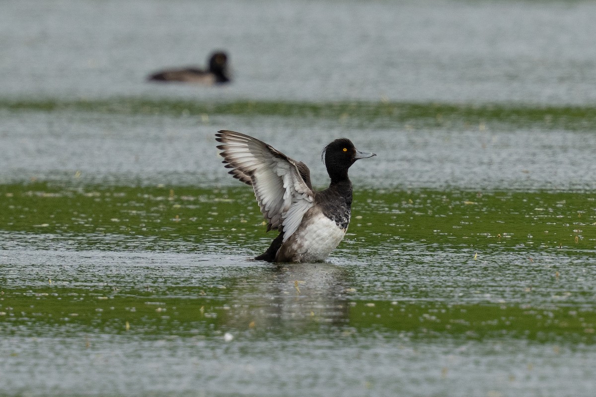 Tufted Duck - ML639851234