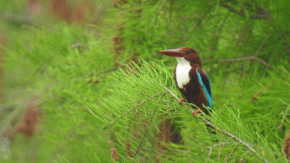 White-throated Kingfisher - ML639851309