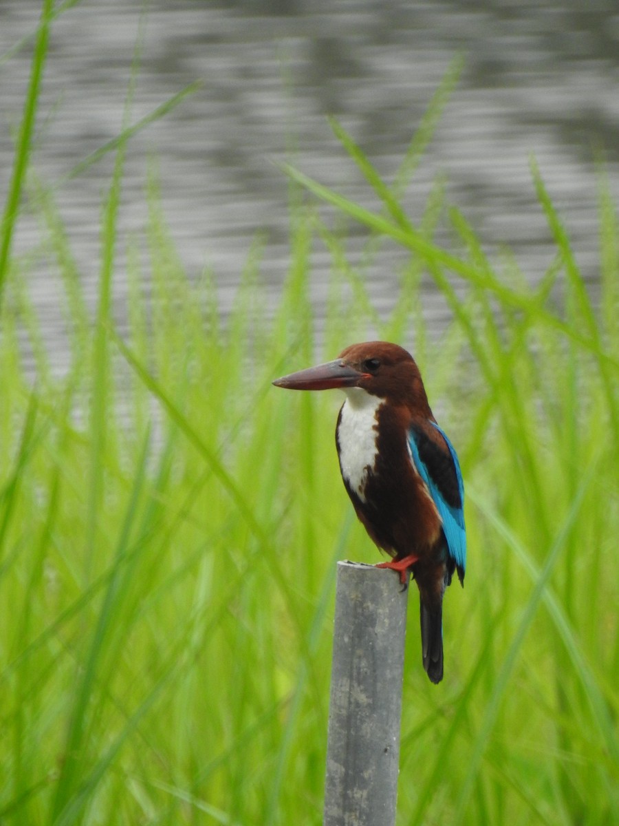 White-throated Kingfisher - ML639851311