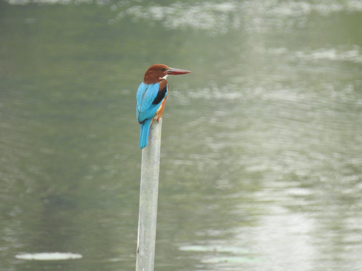 White-throated Kingfisher - ML639851312