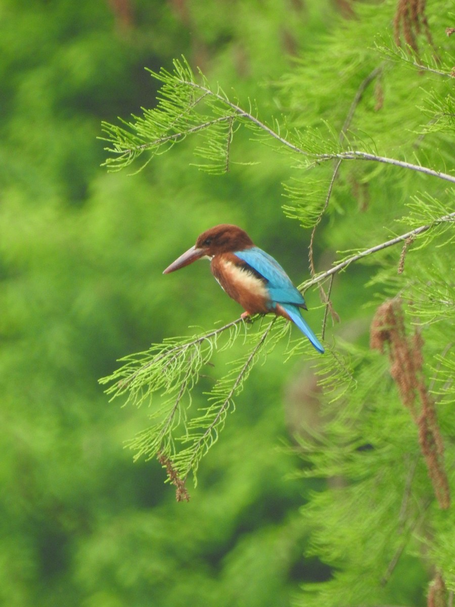 White-throated Kingfisher - ML639851313