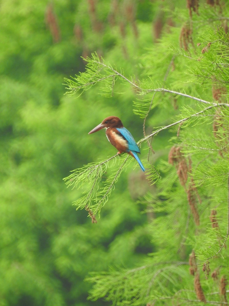 White-throated Kingfisher - ML639851314