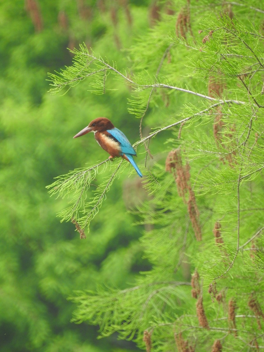 White-throated Kingfisher - ML639851315