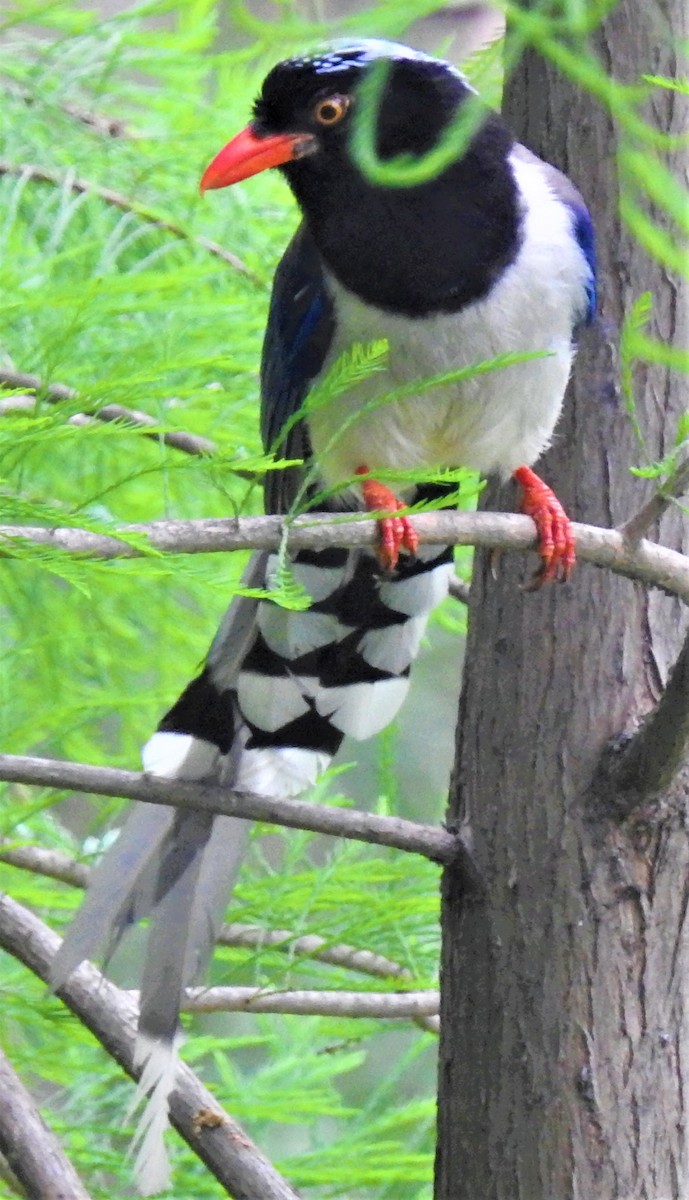 Red-billed Blue-Magpie - ML639851321