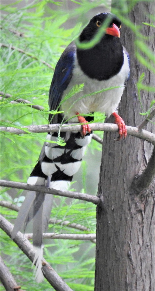 Red-billed Blue-Magpie - ML639851322